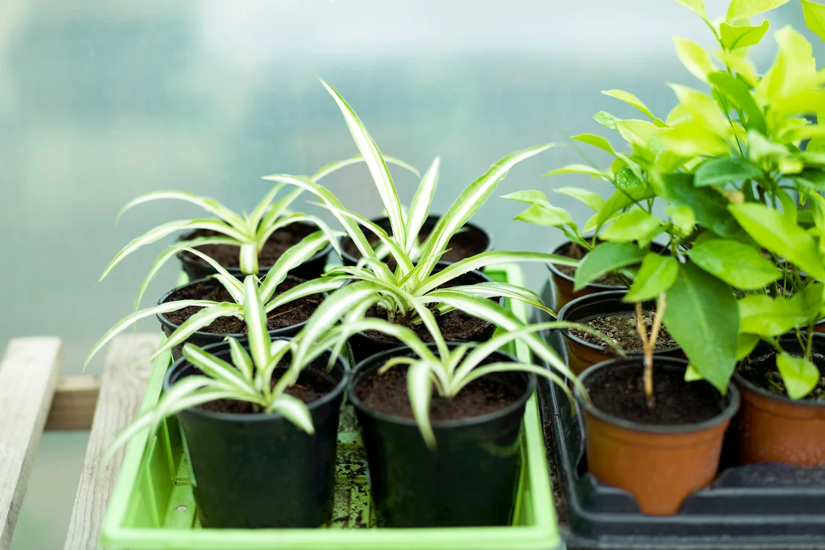 Some potted spider plants