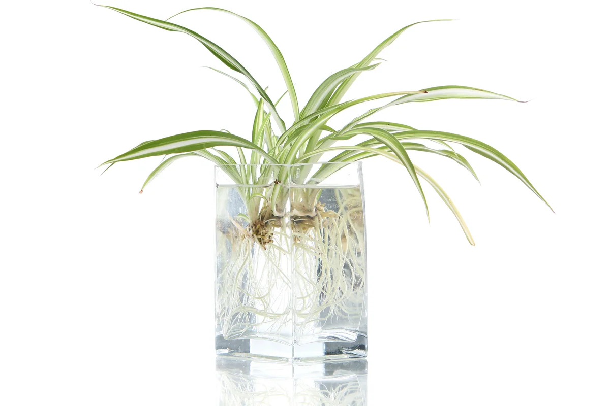 Spider plant growing in water