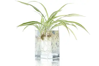 How to Propogate a Spider Plant in 3 Easy Ways