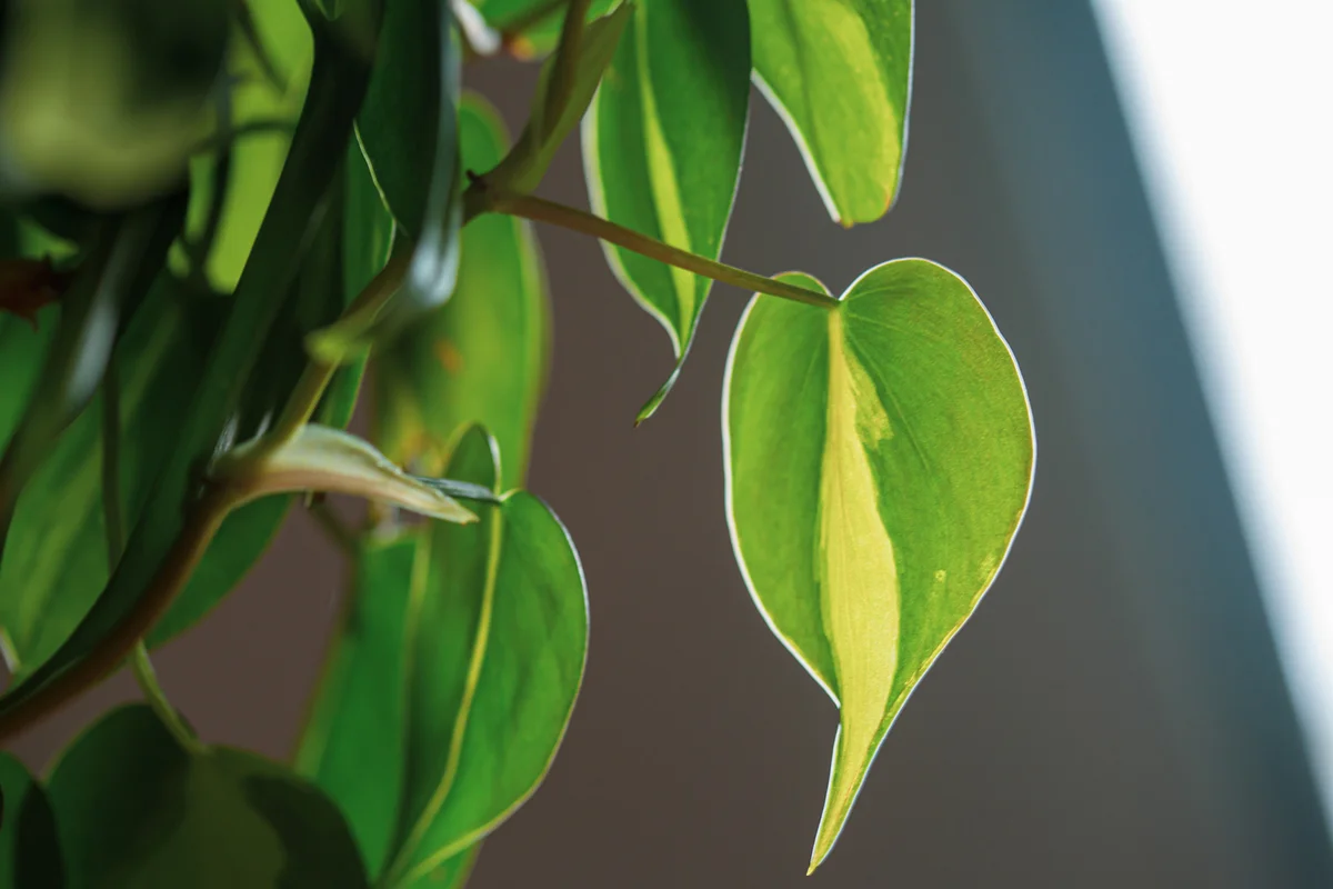 Brasil philodendron soaking up the sunlight