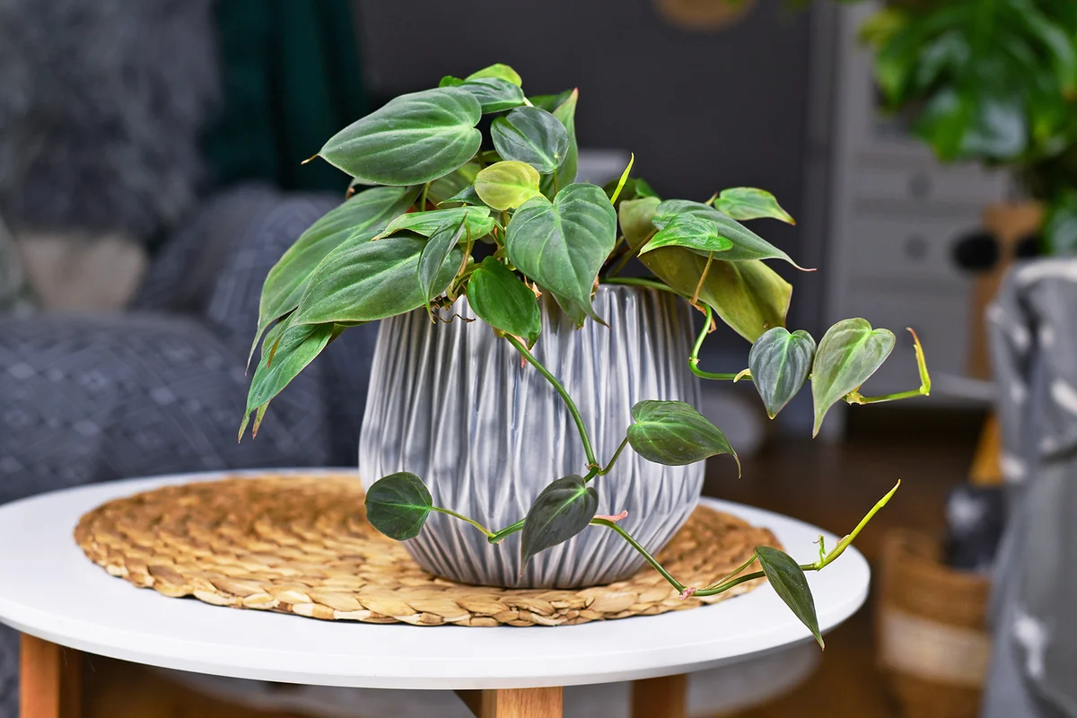 Philodendron with heart shaped leaves