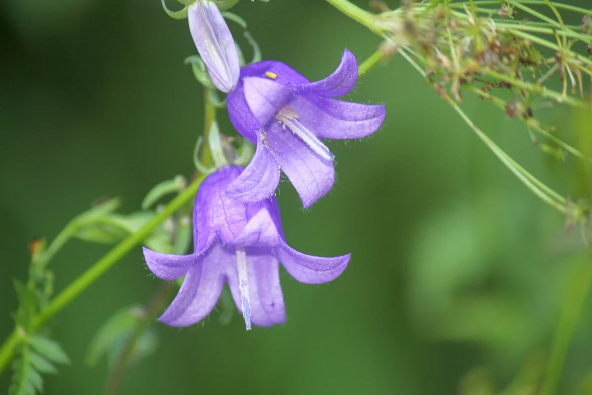 Creeping bellflowers