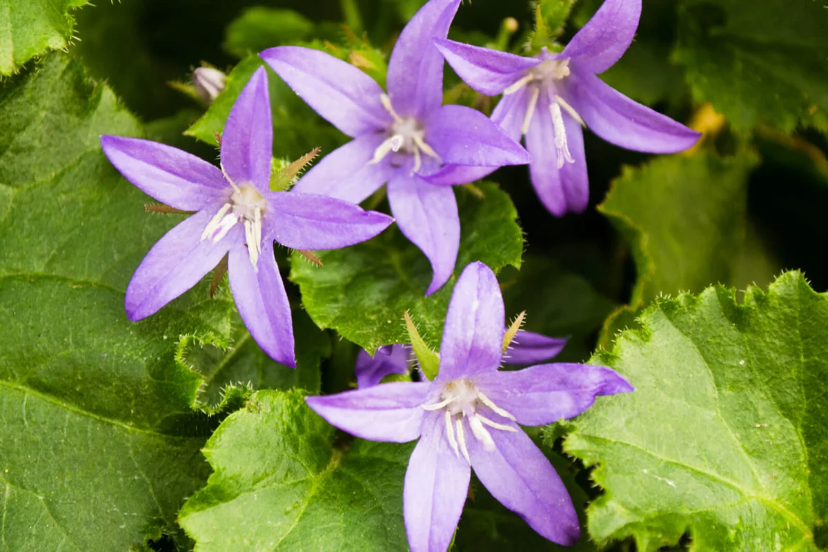 Purple Campanula Blue Waterfall Serbian Bellflower