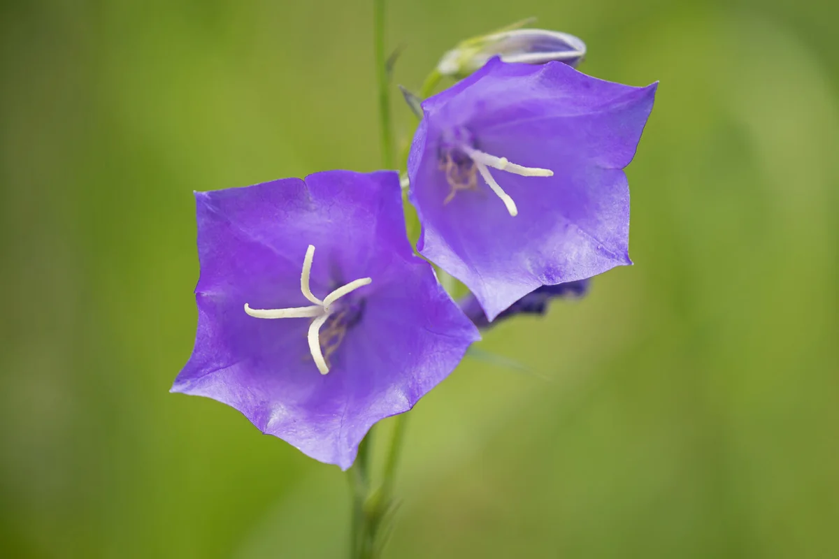 Campanula persicifolia (peach-leaved bellflower)