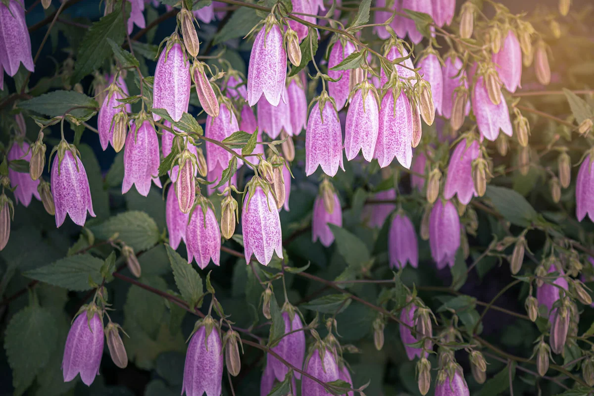 Purple Spotted bellflower in full bloom outdoor in May