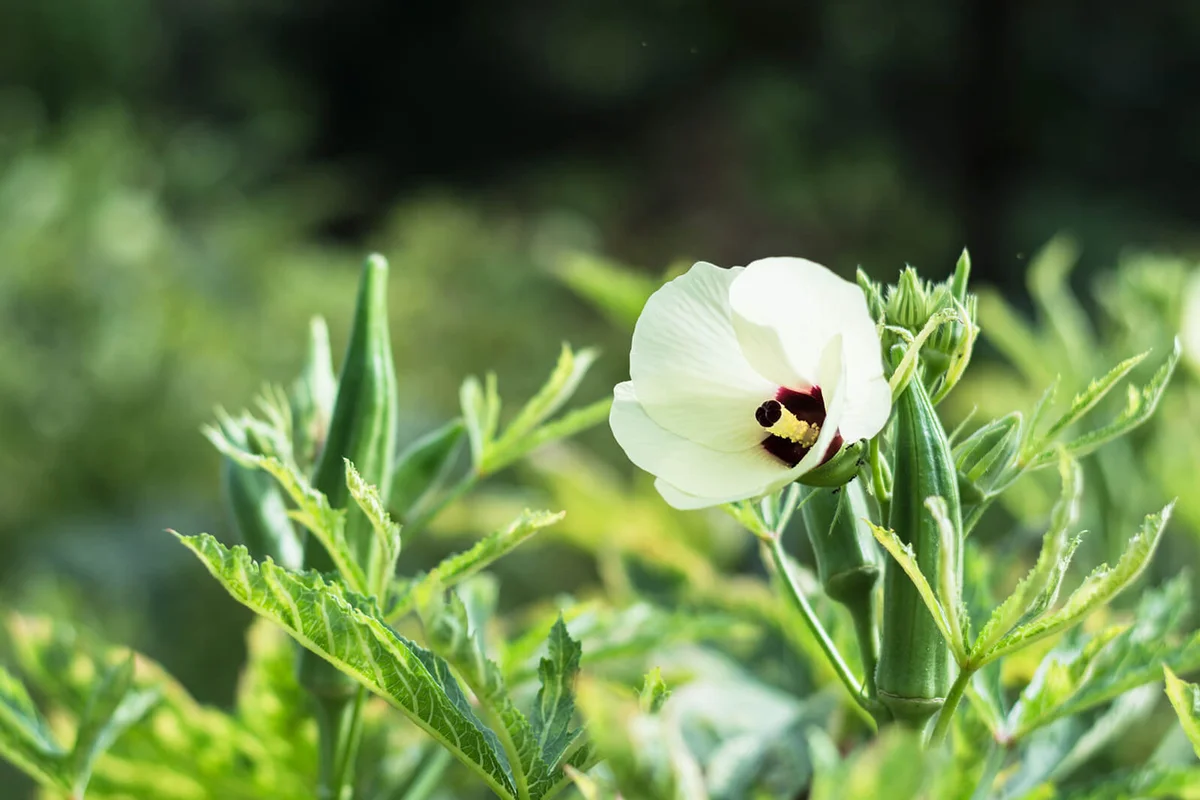 Okra, lady's finger plant blooming