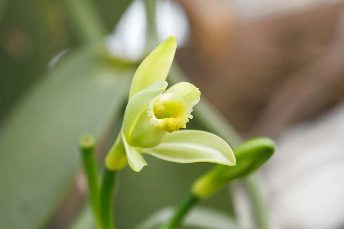 Vanilla planifolia is a member of vanilla orchid