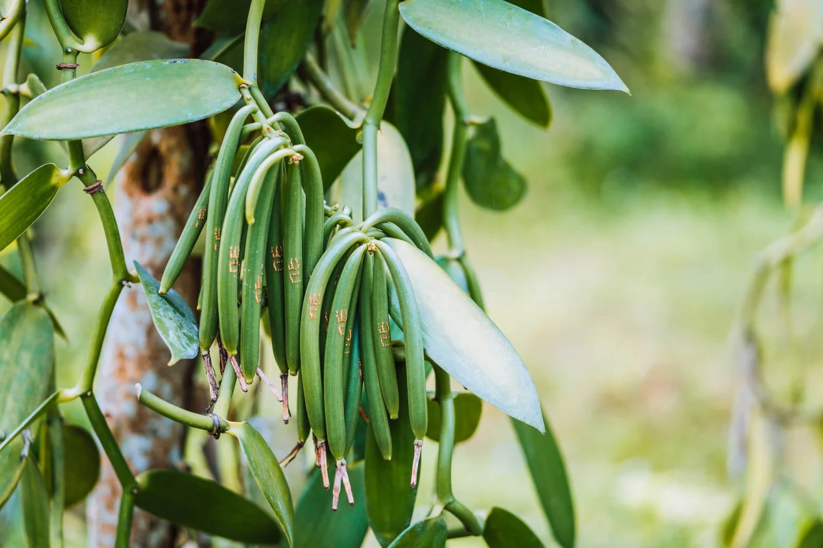 Closeup of vanilla plant green pod on plantation