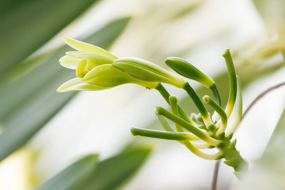 Vanilla planifolia flower