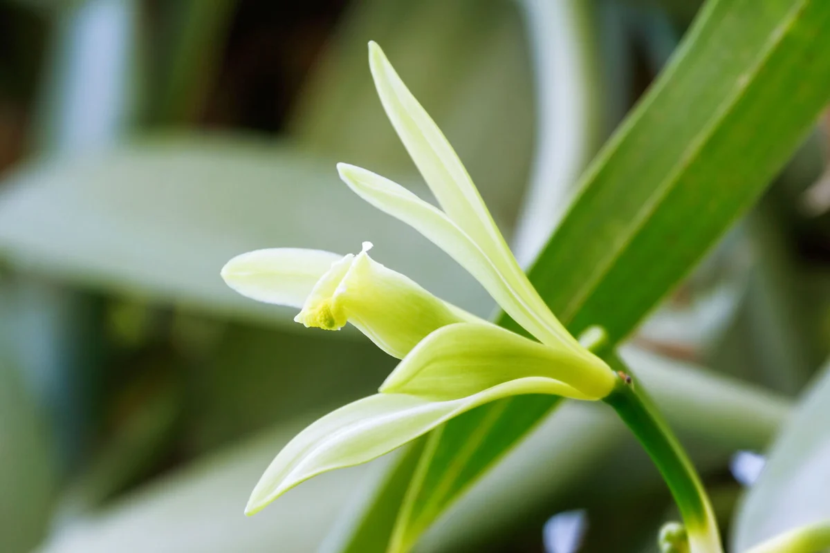 Vanilla flower (Vanilla planifolia) is a member of vanilla orchid