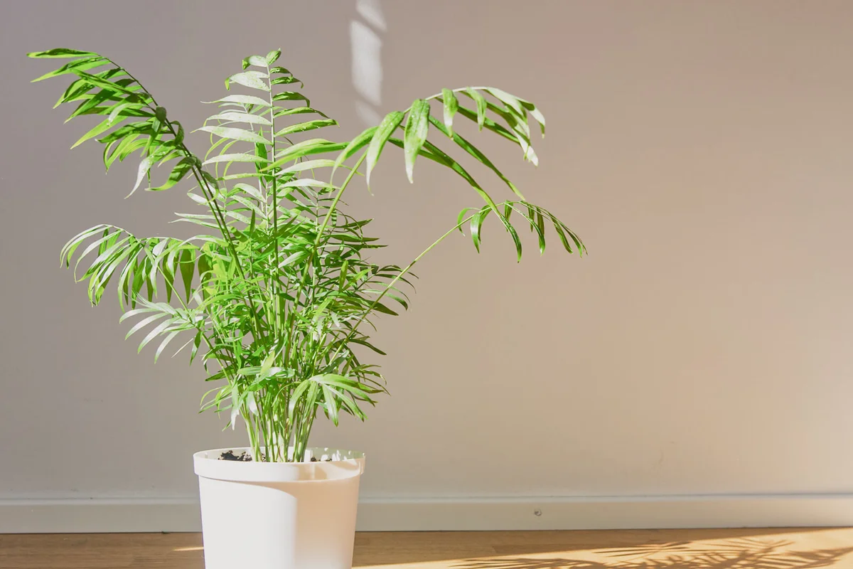 Potted Chamaedorea elegans. Parlor palm with sunlight