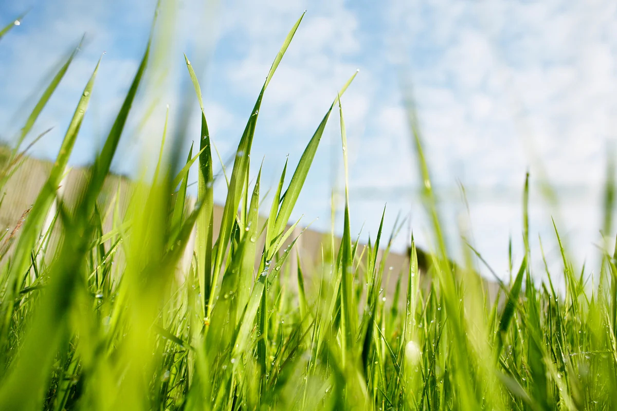 Bermuda grass