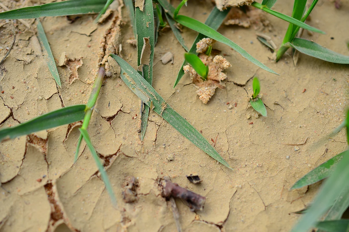 Grass sprouting