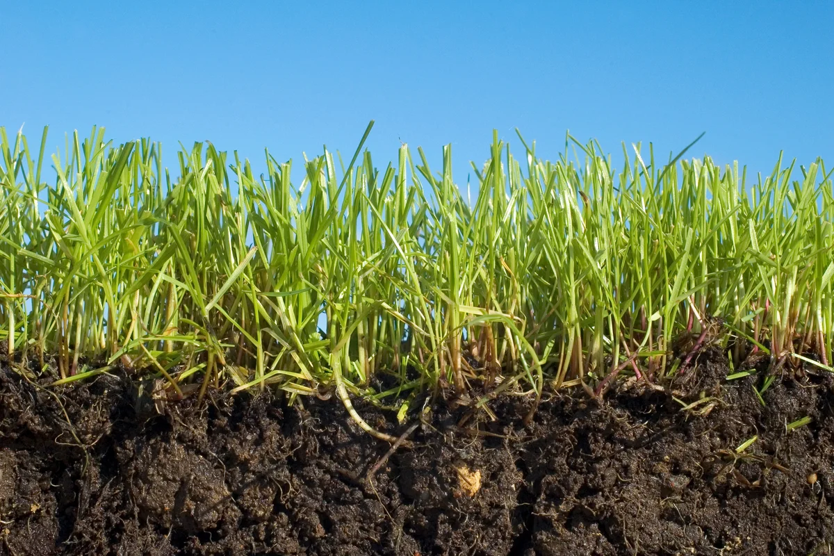 Sunlit grass growing in soil against sky