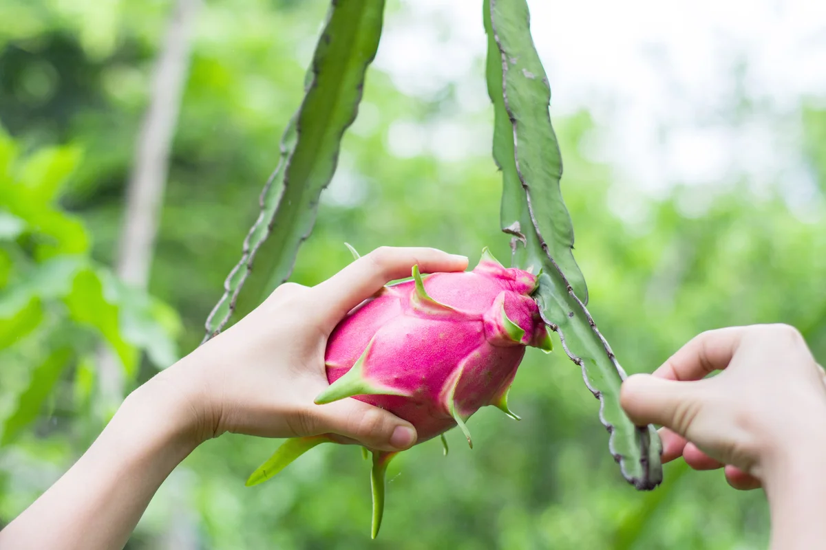 Women's hand touch and hold Dragon fruit in garden