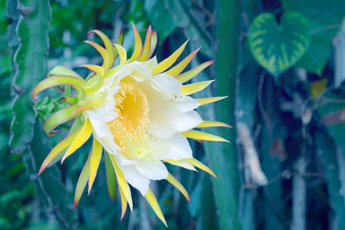 White dragon fruits flower