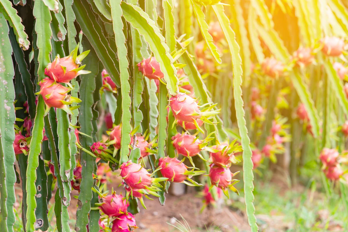 Dragon fruit in garden