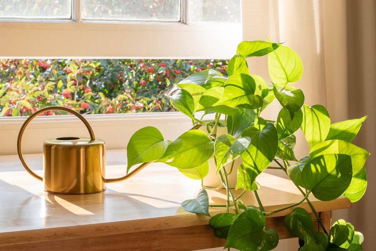 Indoor Golden pothos houseplant