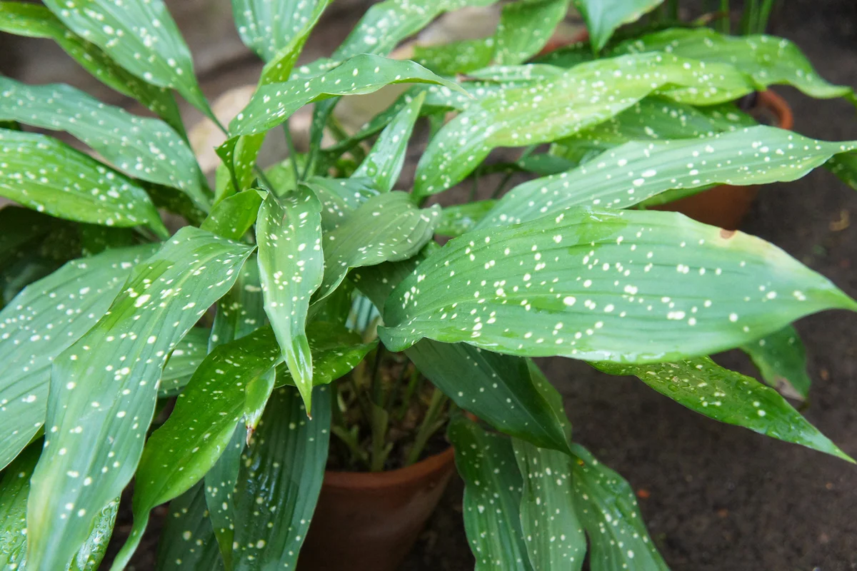 cast-iron-plant or aspidistra elatior