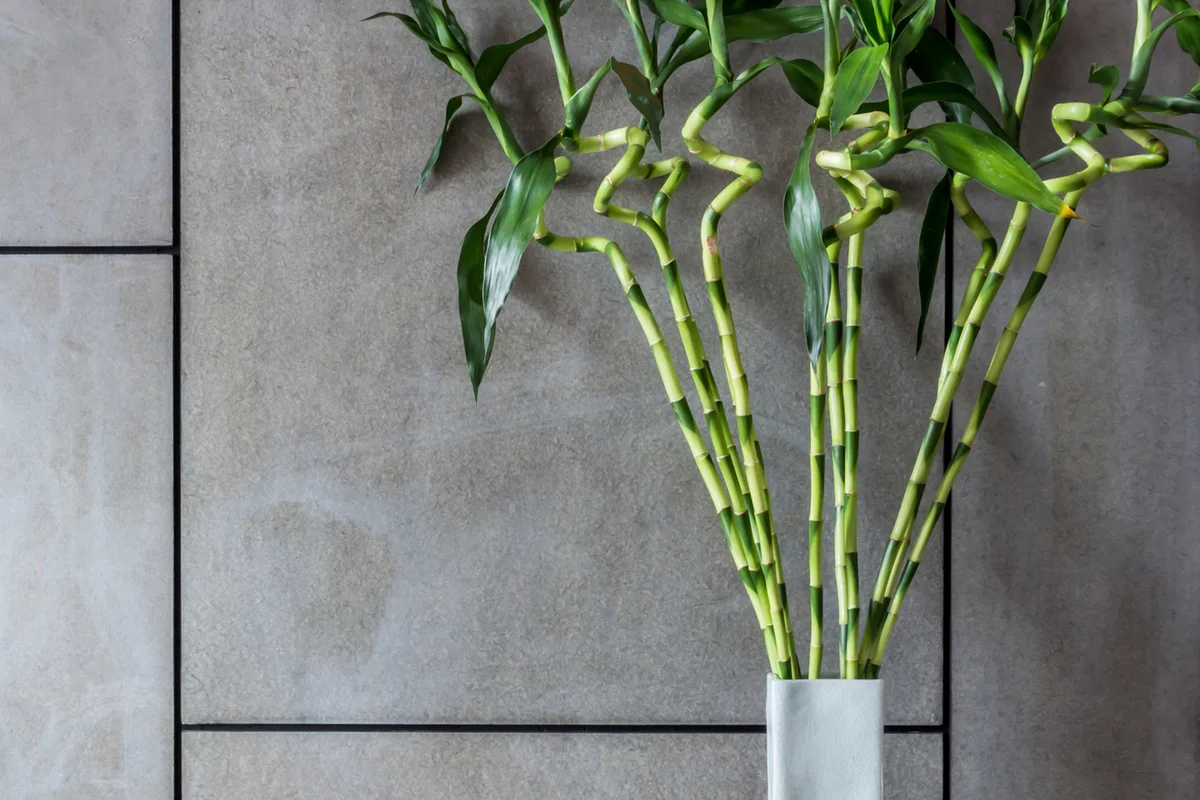 vase of Lucky bamboo (Belgian evergreen)