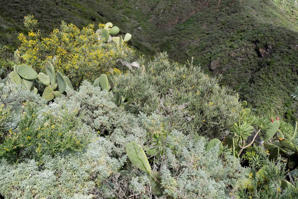 Artemisia plants and other wild flowers