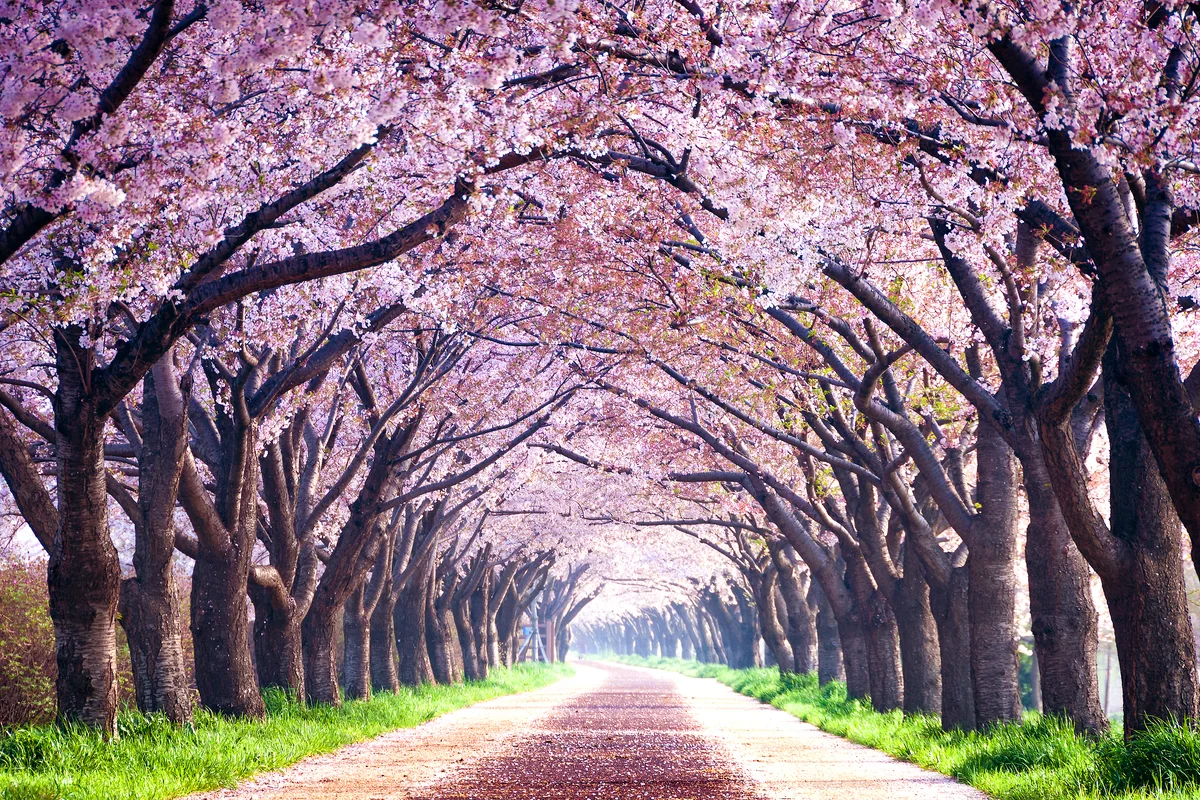 Cherry Blossom