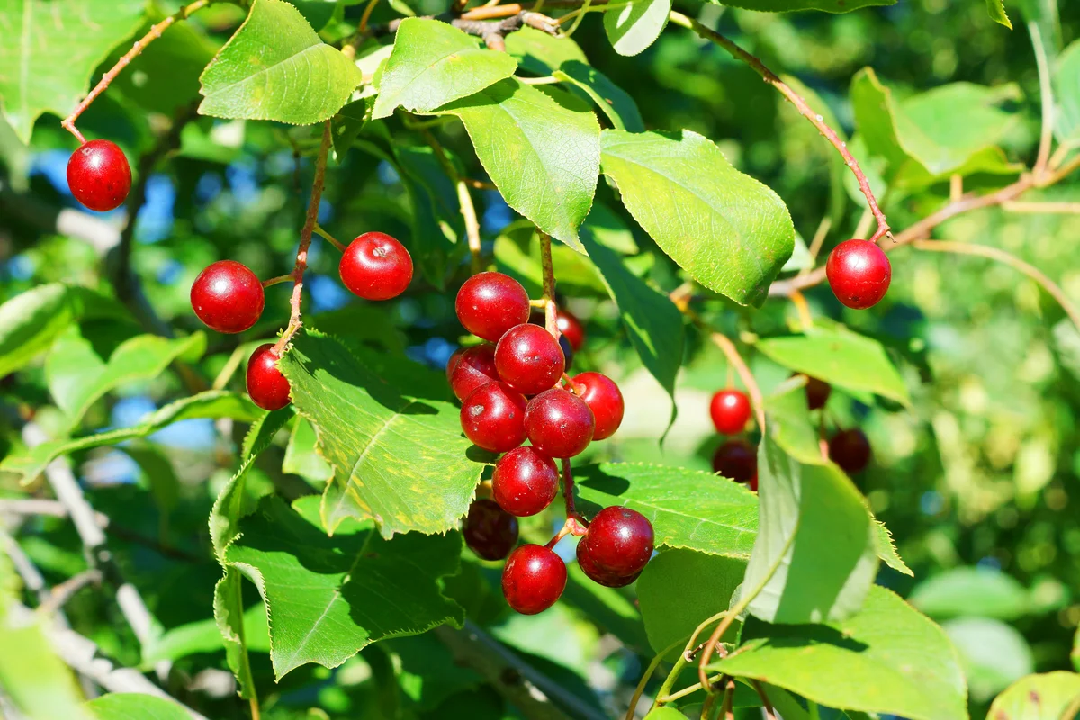 Bird cherry tree ripe red fruits