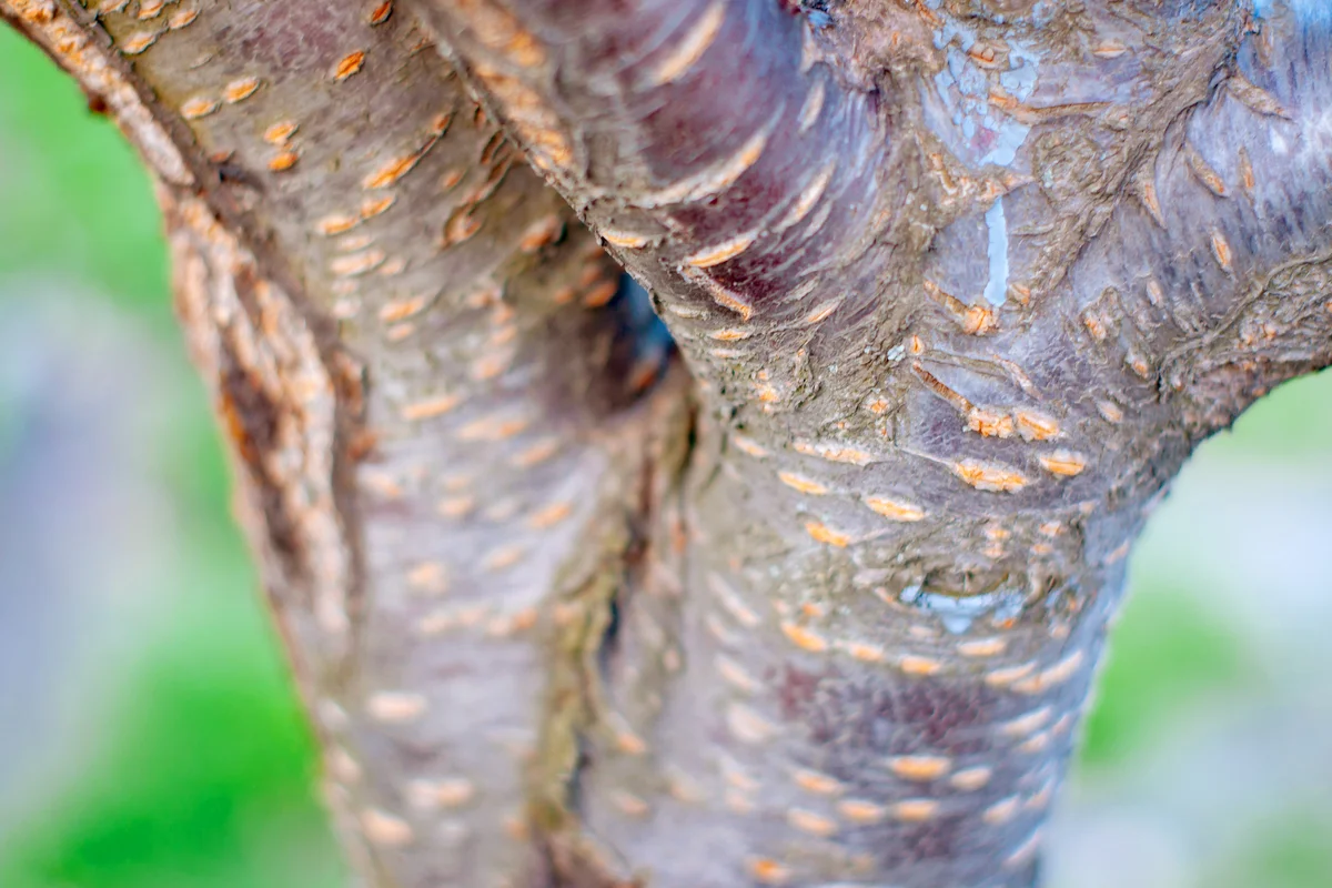 Sakura tree trunk
