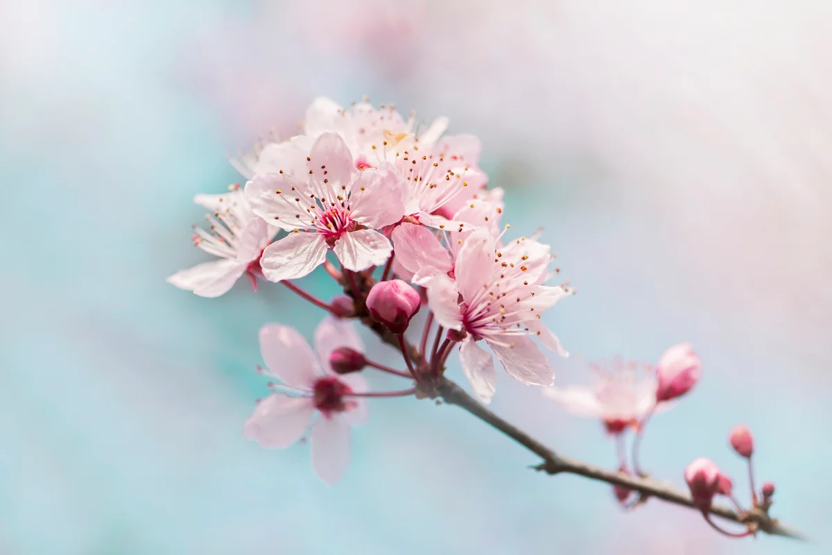 Beautiful spring Black Cherry Plum pink blossom flower