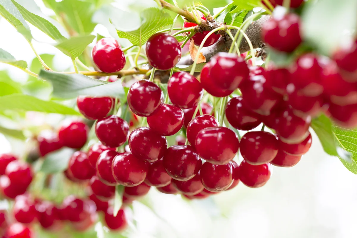 Sour Cherry on Tree