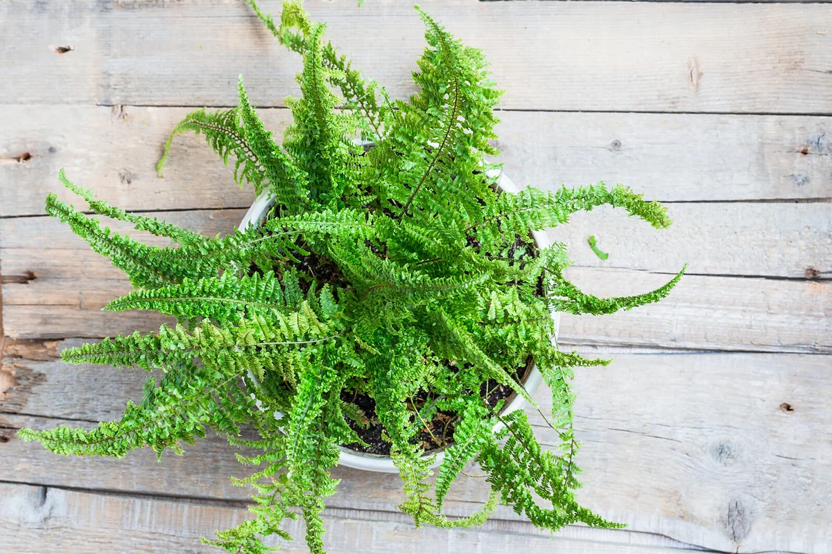 Fern bush on a wooden surface