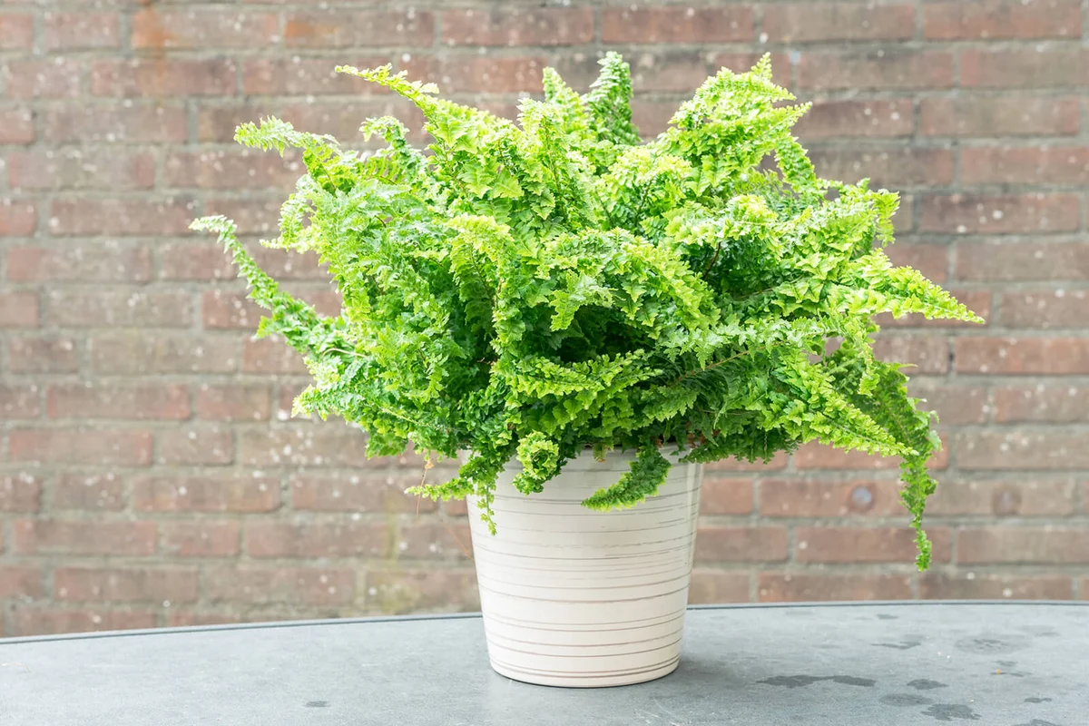 Curly fern in a pot