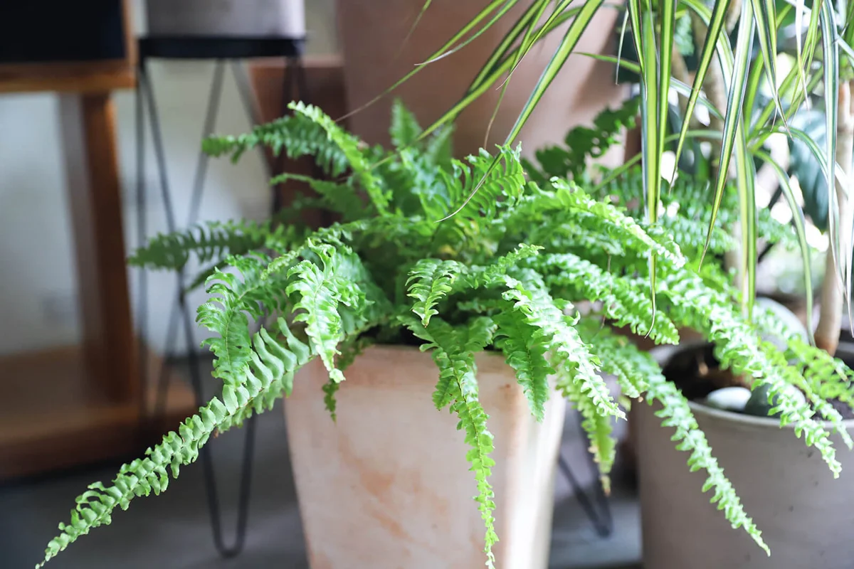 Green boston fern in a pot