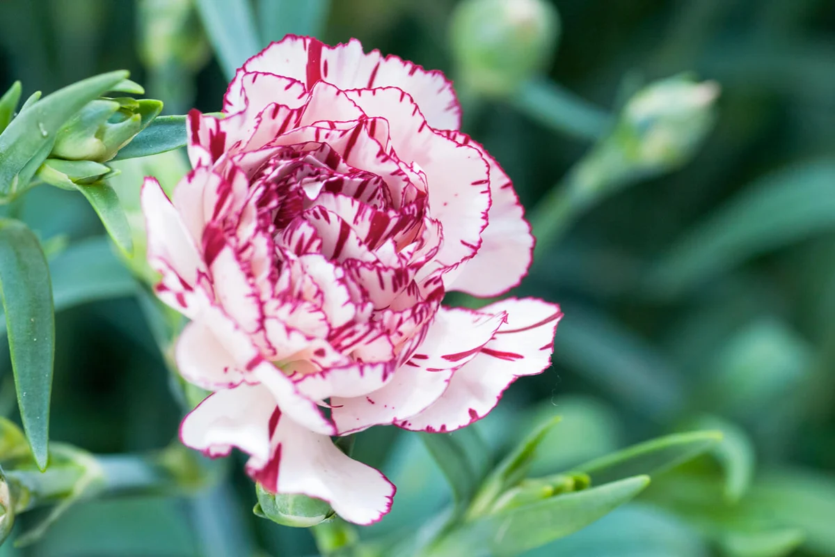 Pink & white carnation in bright sunlight