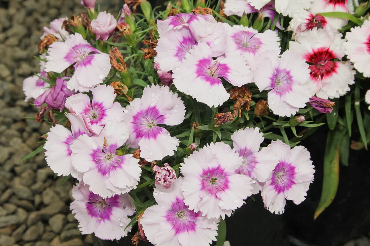 Flora Dwarf Carnations