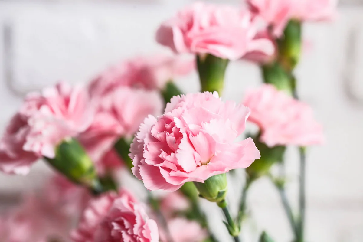 bouquet of pink spray carnations