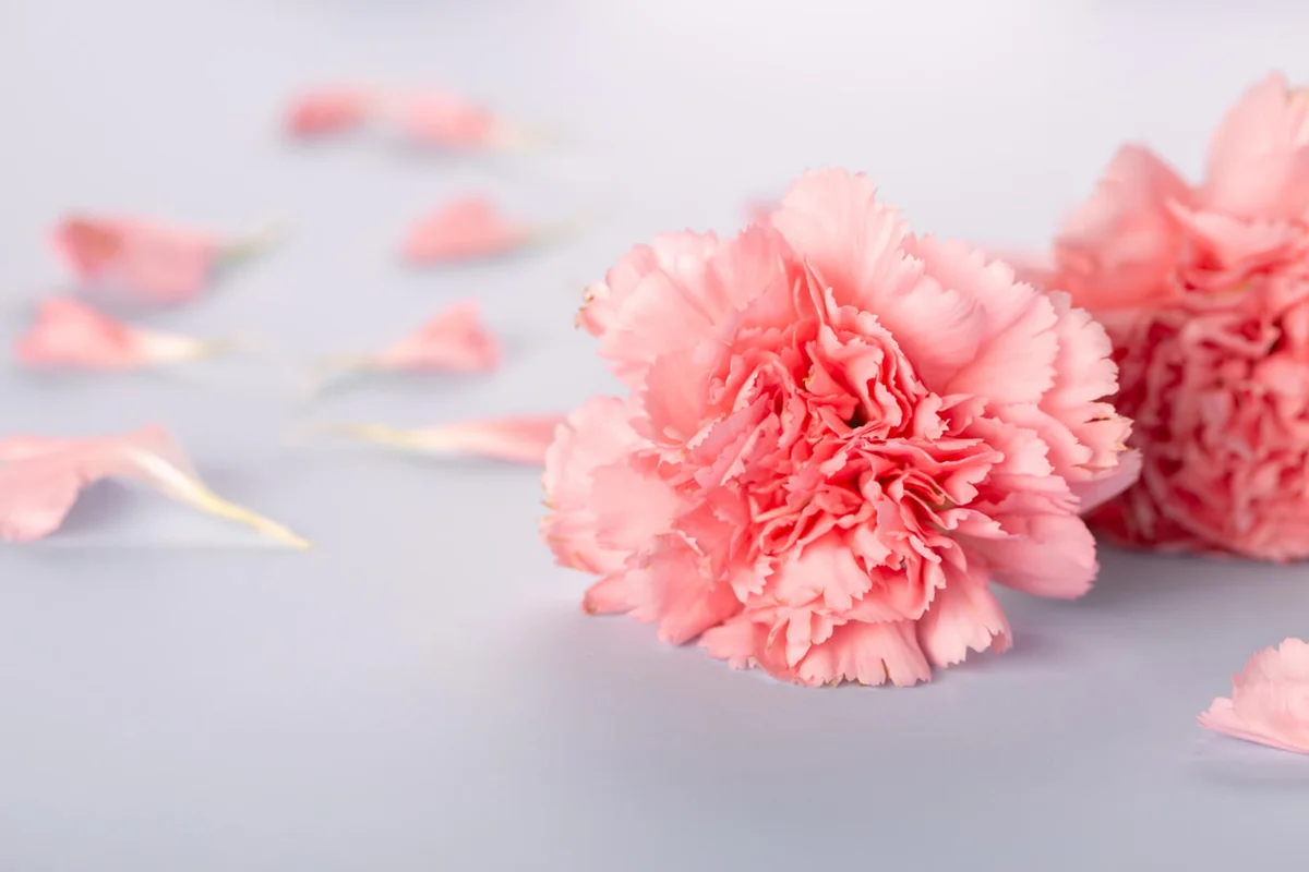 Pink Carnation
