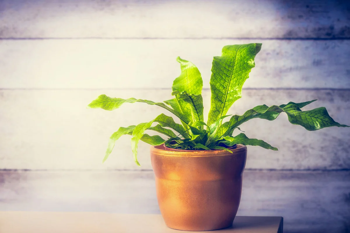 Little Crocodile fern, Microsorum musifolium Crocodyllus, in container on table