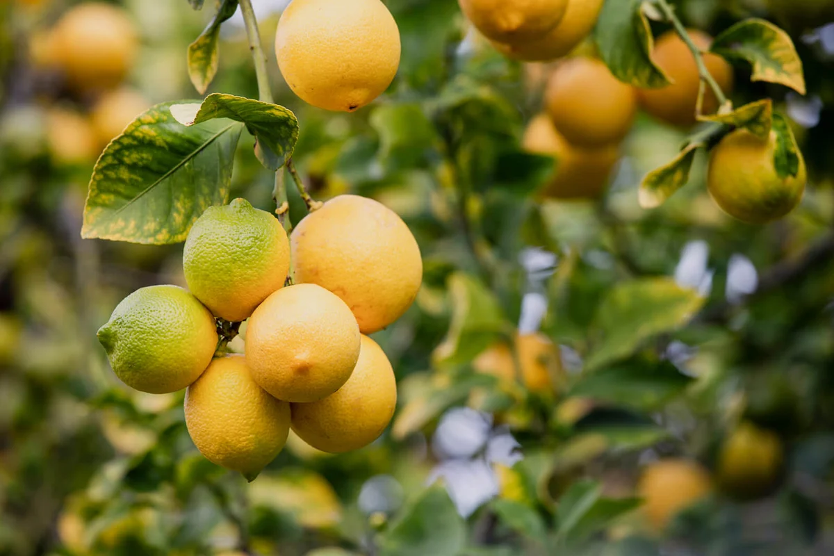 Lemon Tree