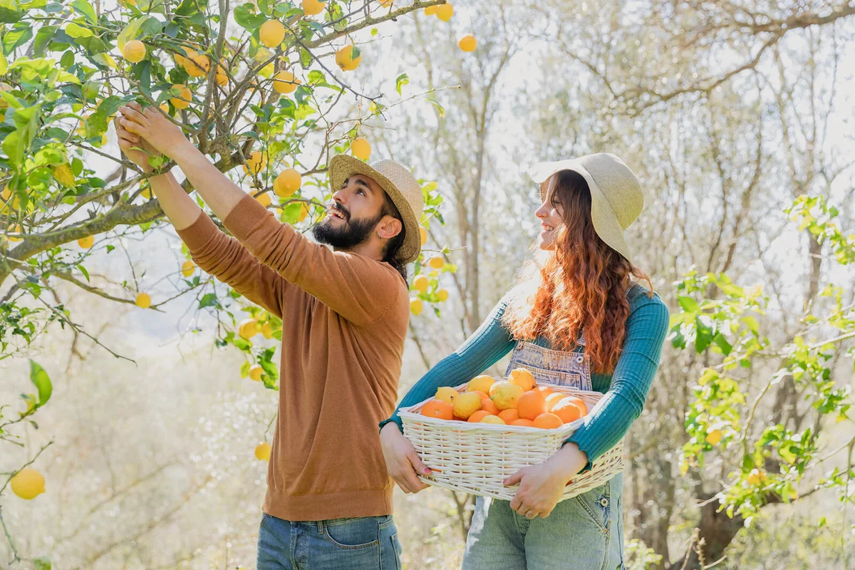 Couple picking organic lemons from a tree in the countryside