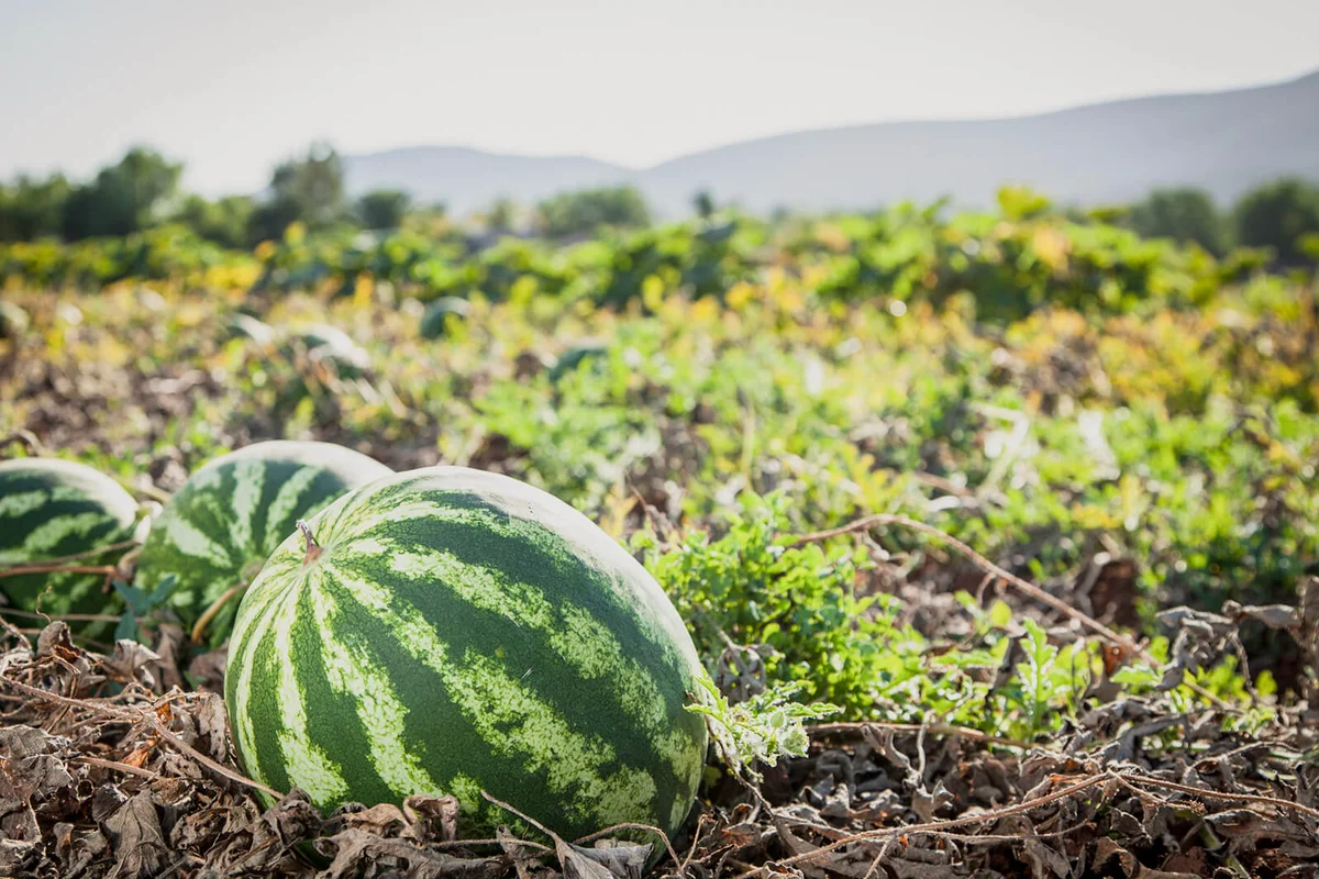 Close-up of watermelon in field