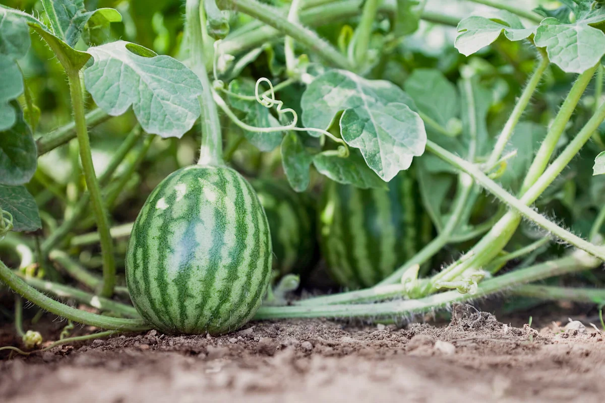 Baby Watermelon