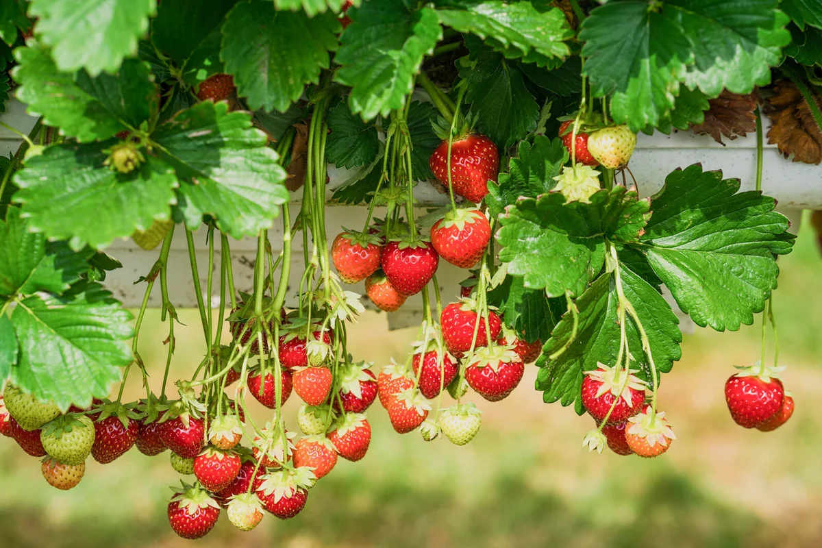 Strawberries Growing On Plant