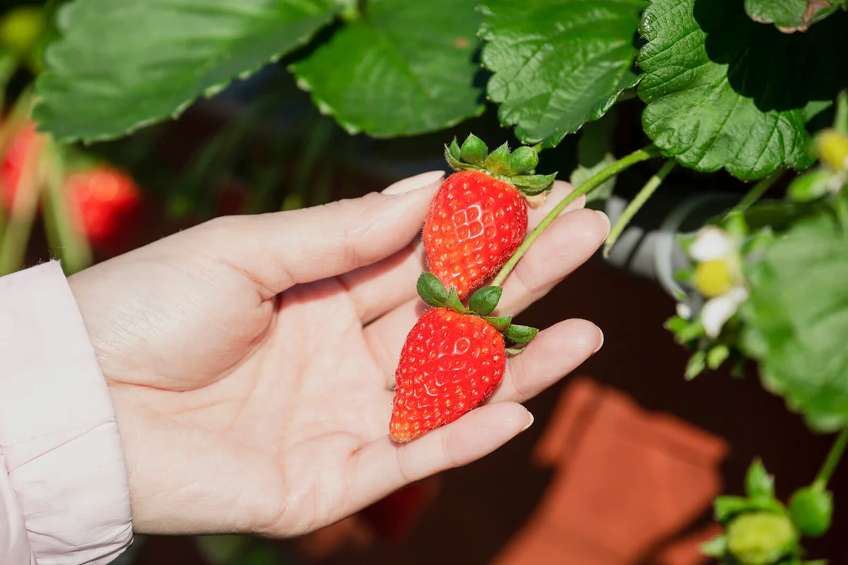 Girl hold the strawberry picking from greenhouse