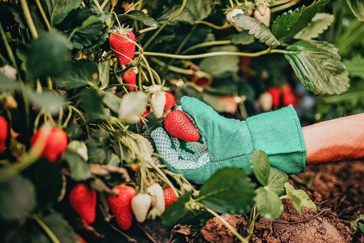 Man picking strawberries on farm