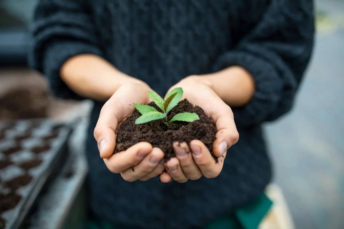 Female gardener holding a sapling with soil