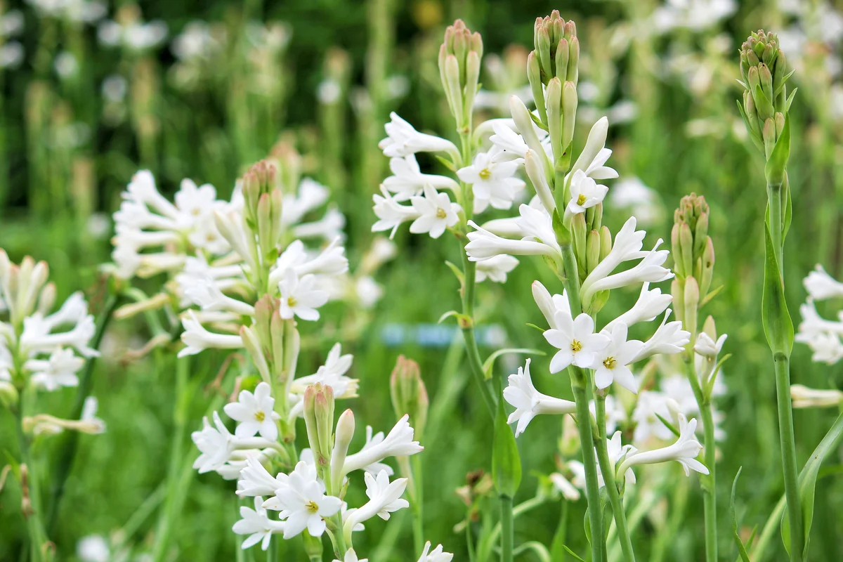 White Tuberose flower garden