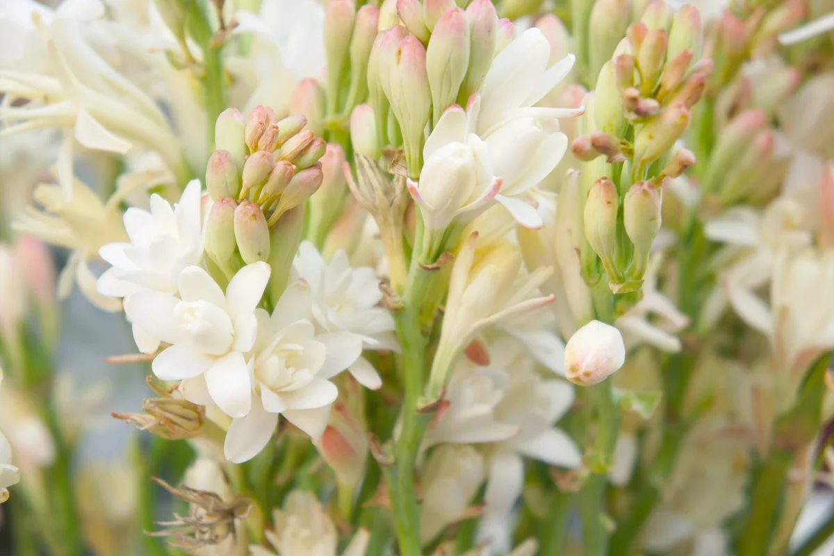 Polianthes tuberosa