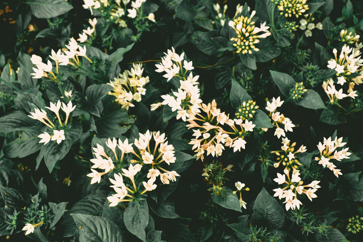 White tuberose flowers in mass with leaves