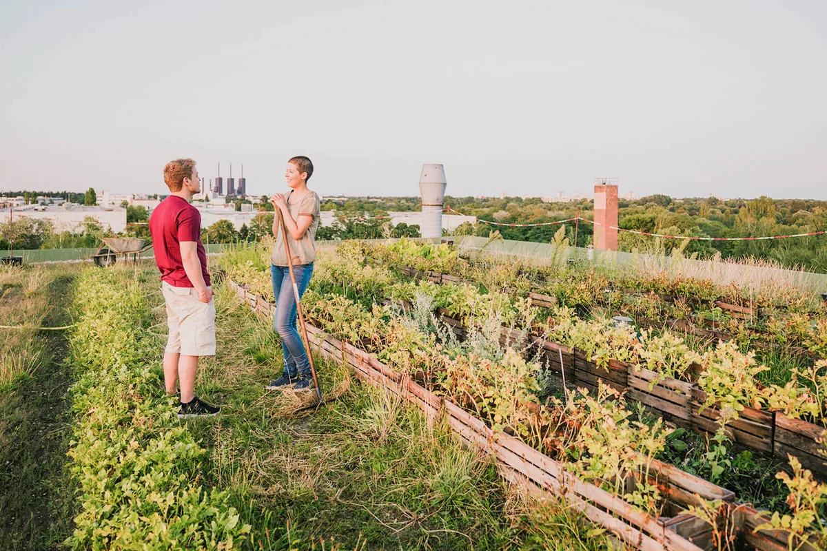 young adults working on the roof top garden